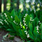 Lily of the Valley - Grower's Bunch