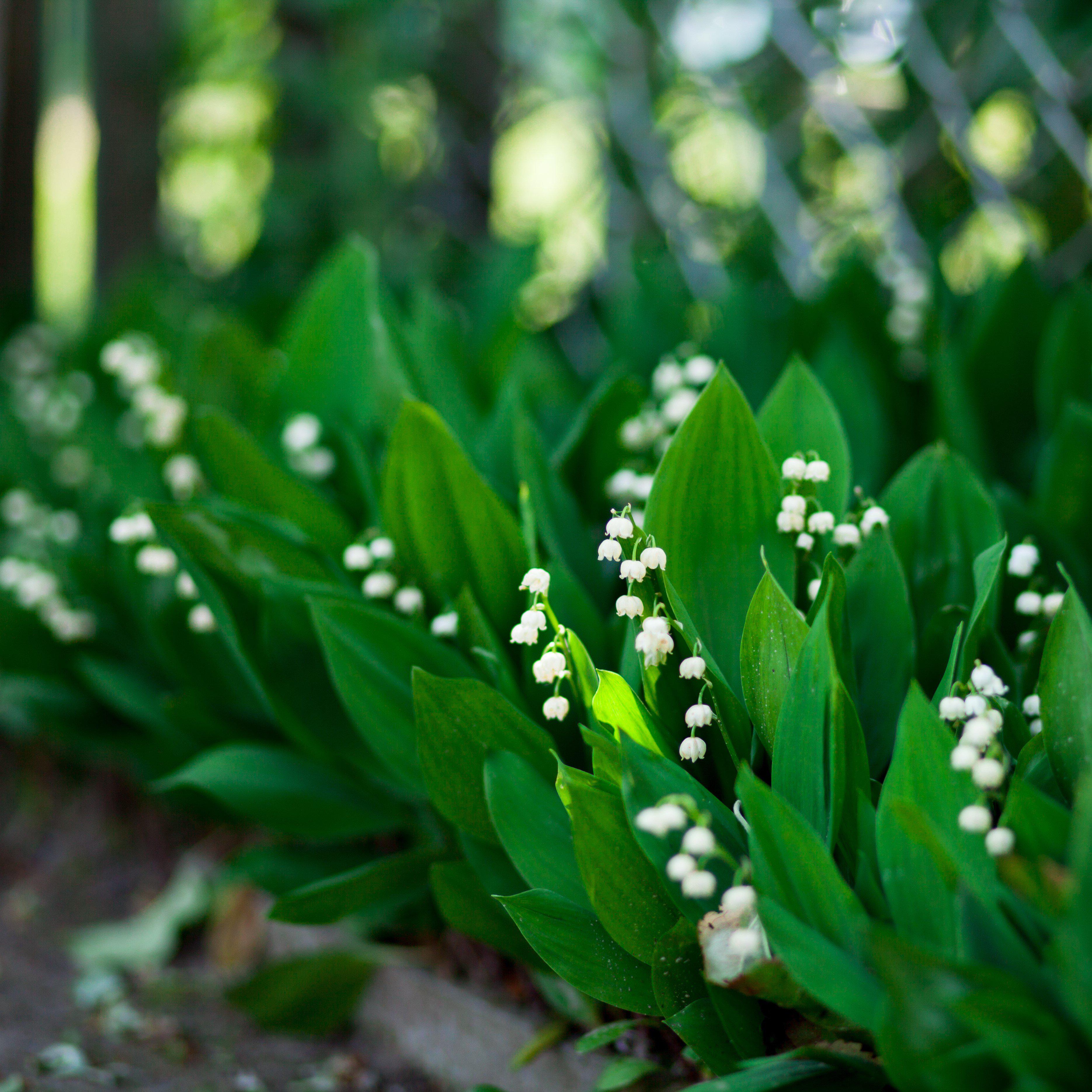 Lily of the Valley - Grower's Bunch