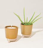 Glow & Grow Kits