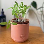 Tiny Terracotta Garden Kits