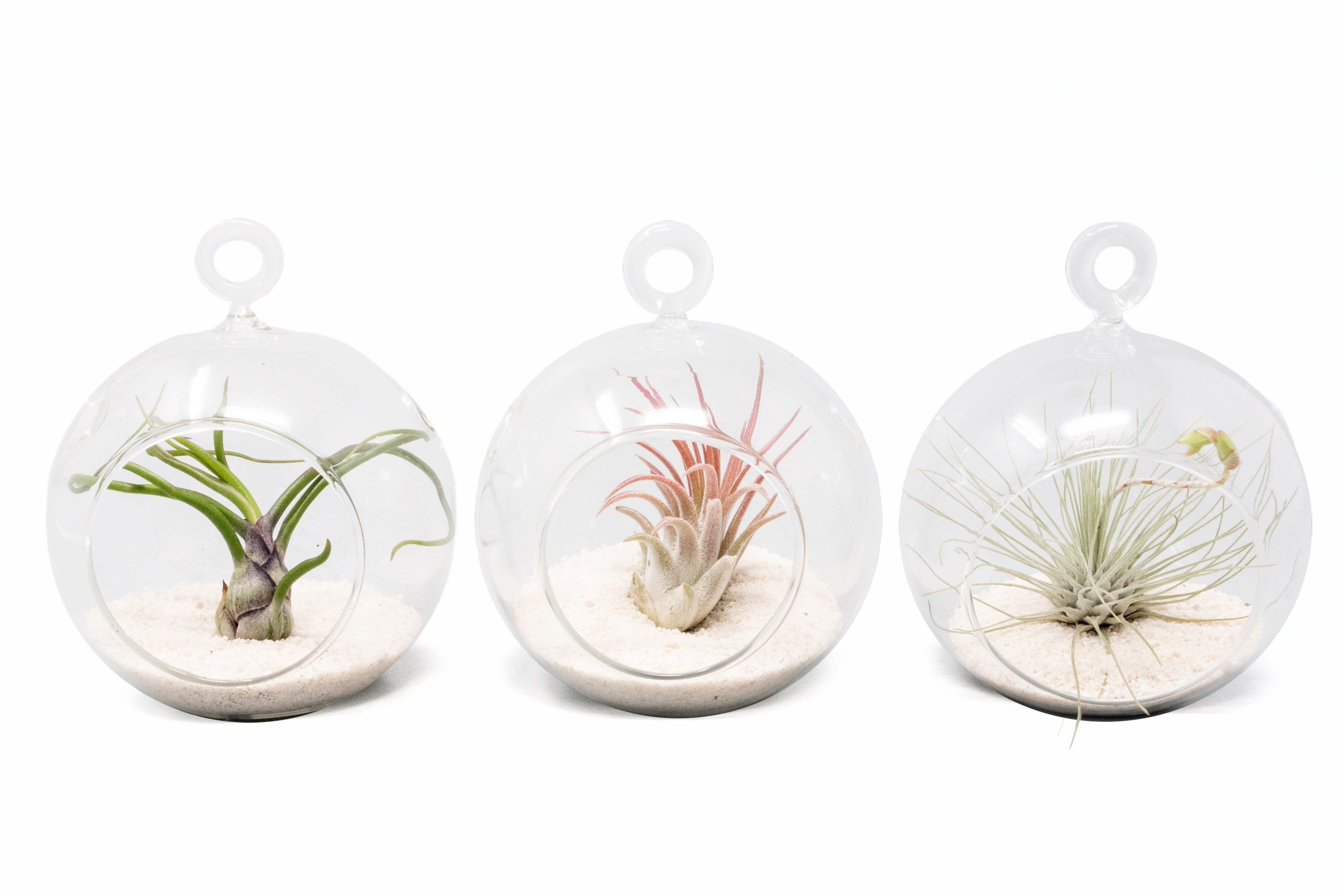 Mini Hanging Flat Bottom Beach Terrariums with White or Black Sand