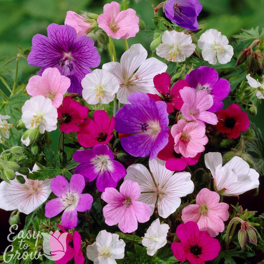 Geranium Tapestry Mix (Perennial Hardy Cranesbill)