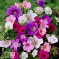 Geranium Tapestry Mix (Perennial Hardy Cranesbill)