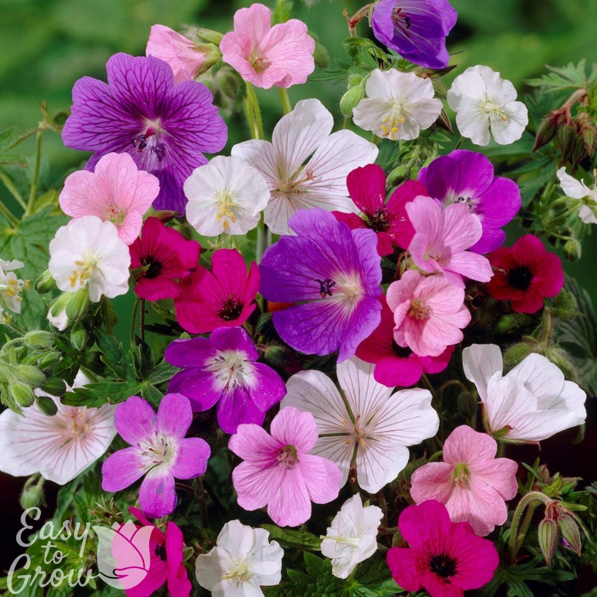 Geranium Tapestry Mix (Perennial Hardy Cranesbill)