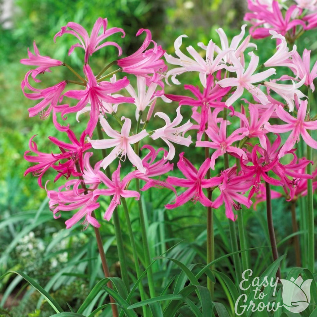 Nerine - Topsy Turvy Mix