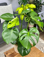 Mysteria® Deliciosa