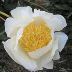 Peony - Moon of Nippon