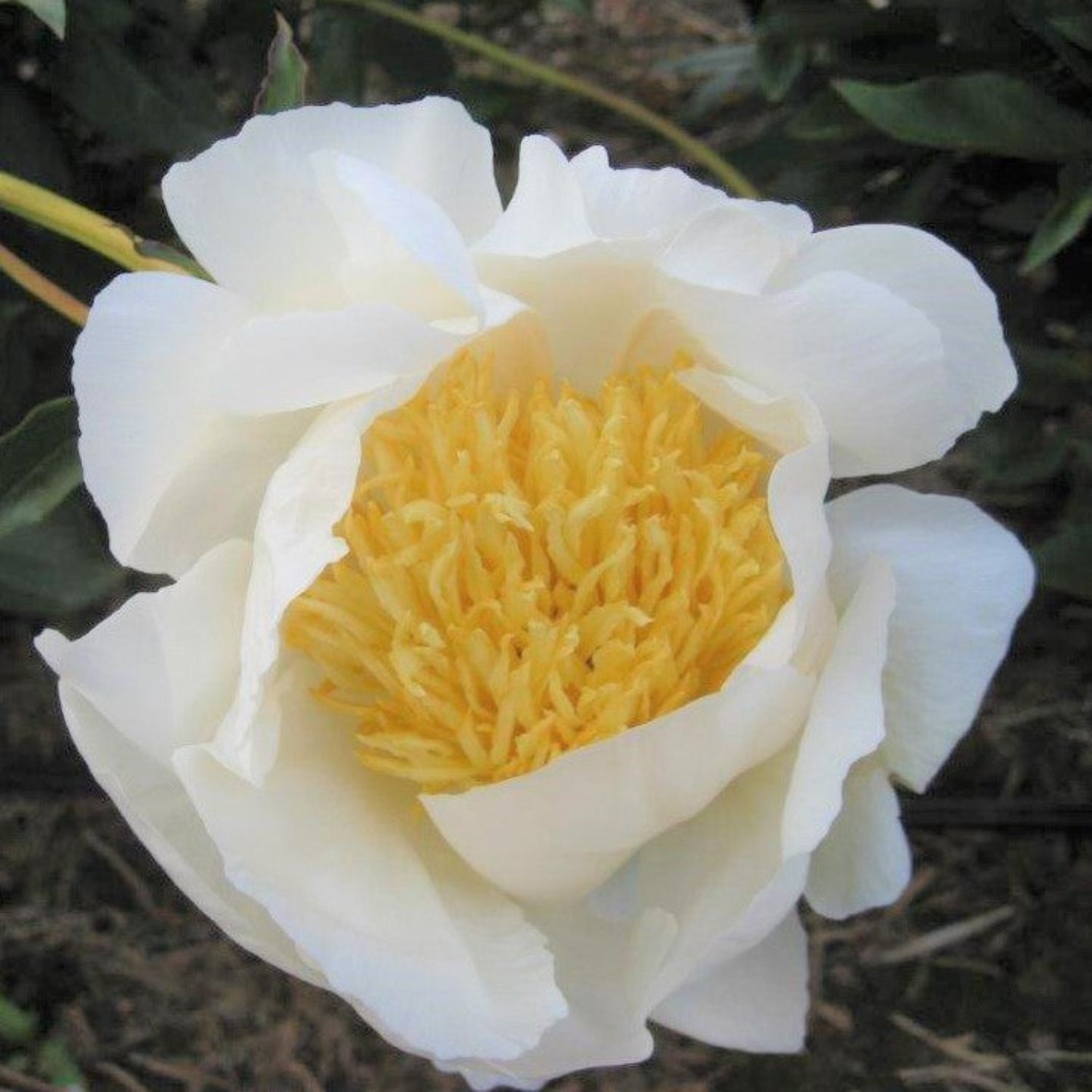 Peony - Moon of Nippon