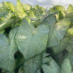 Caladium - Florida Moonlight