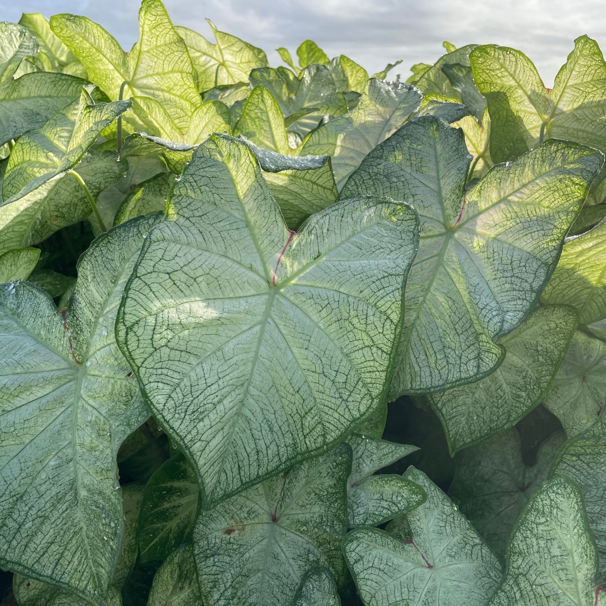 Caladium - Florida Moonlight