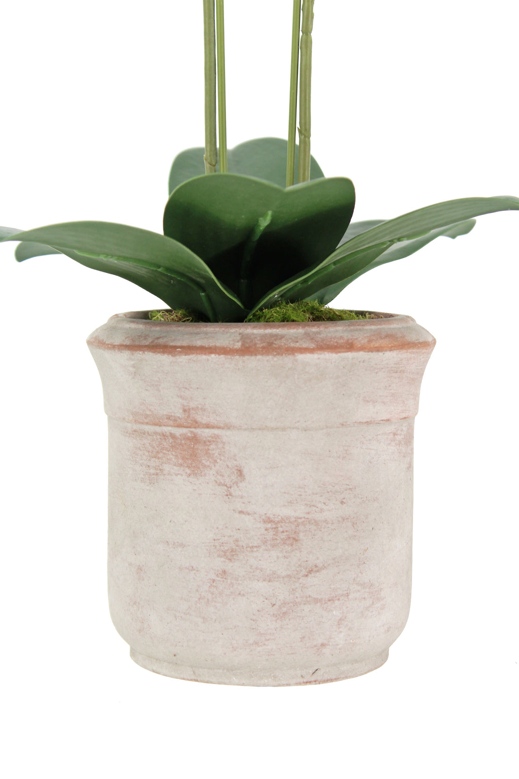 Artificial 2-Stem Phalaenopsis White Orchid