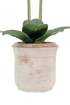 Artificial 2-Stem Phalaenopsis White Orchid