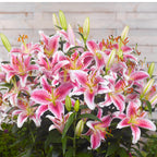 Lilium - Oriental Lily Stargazer