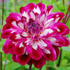 Dahlia - Optical Illusion