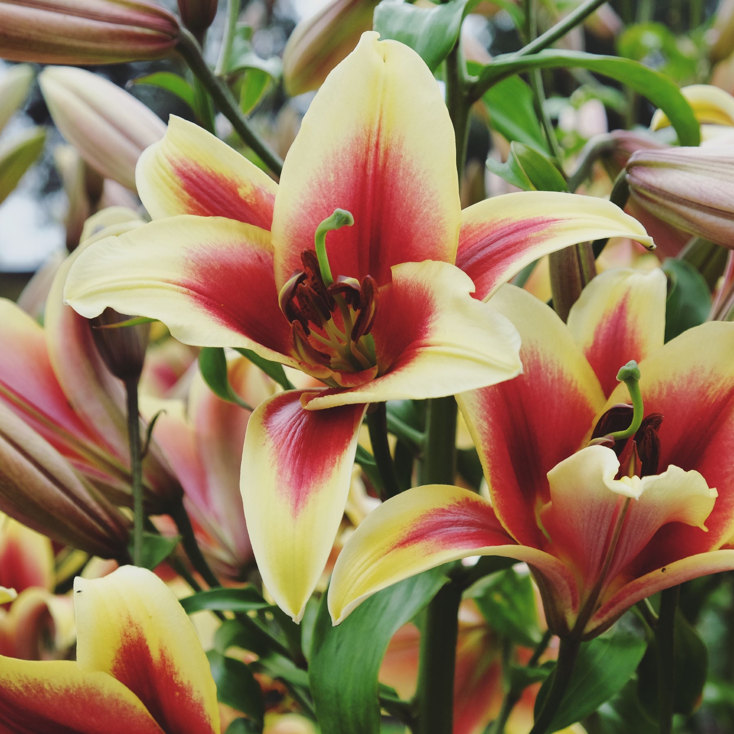 Lilium - Orienpet Lily Flavia