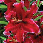 Lilium - Oriental Lily Rio Negro