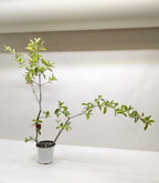 Malpighia Barbados Cherry