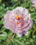 Blush Queen Peony - 1 root division