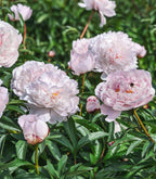 Blush Queen Peony - 1 root division