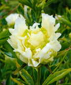 Goldmine Peony - 1 root division