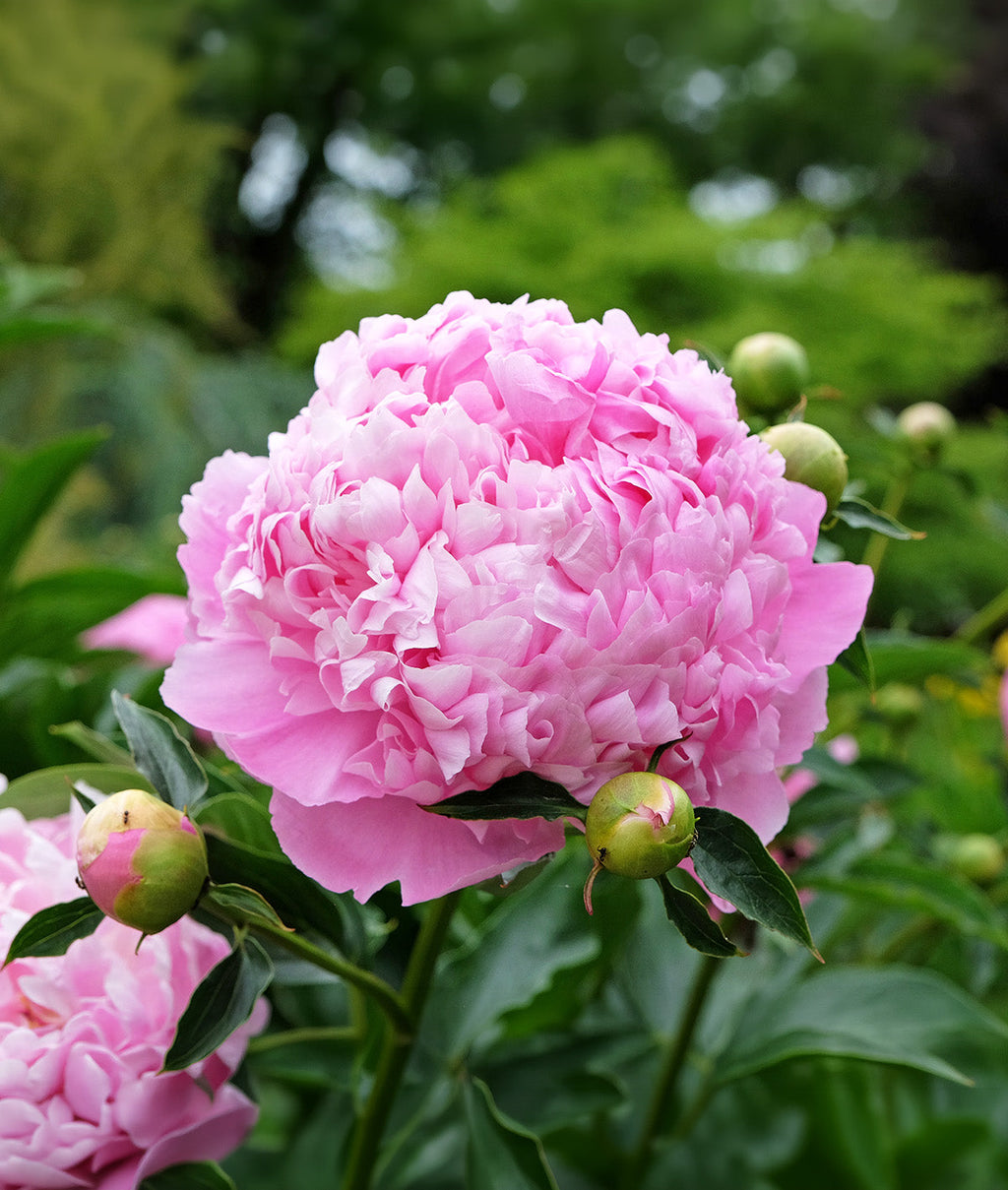 Mons. Jules Eli Peony - 1 root division