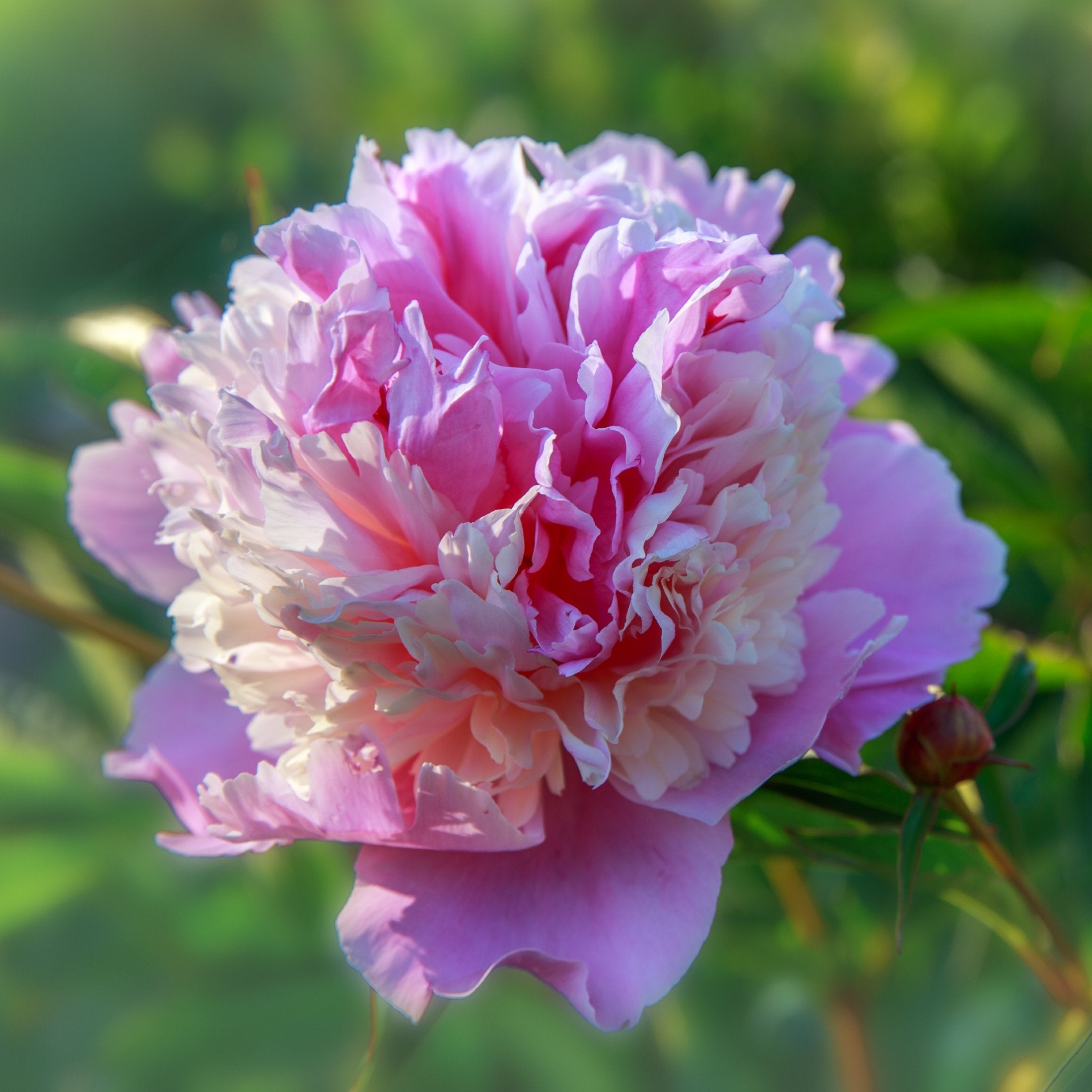 Peony - Sorbet