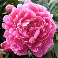 Peony - Dr Alexander Flemming