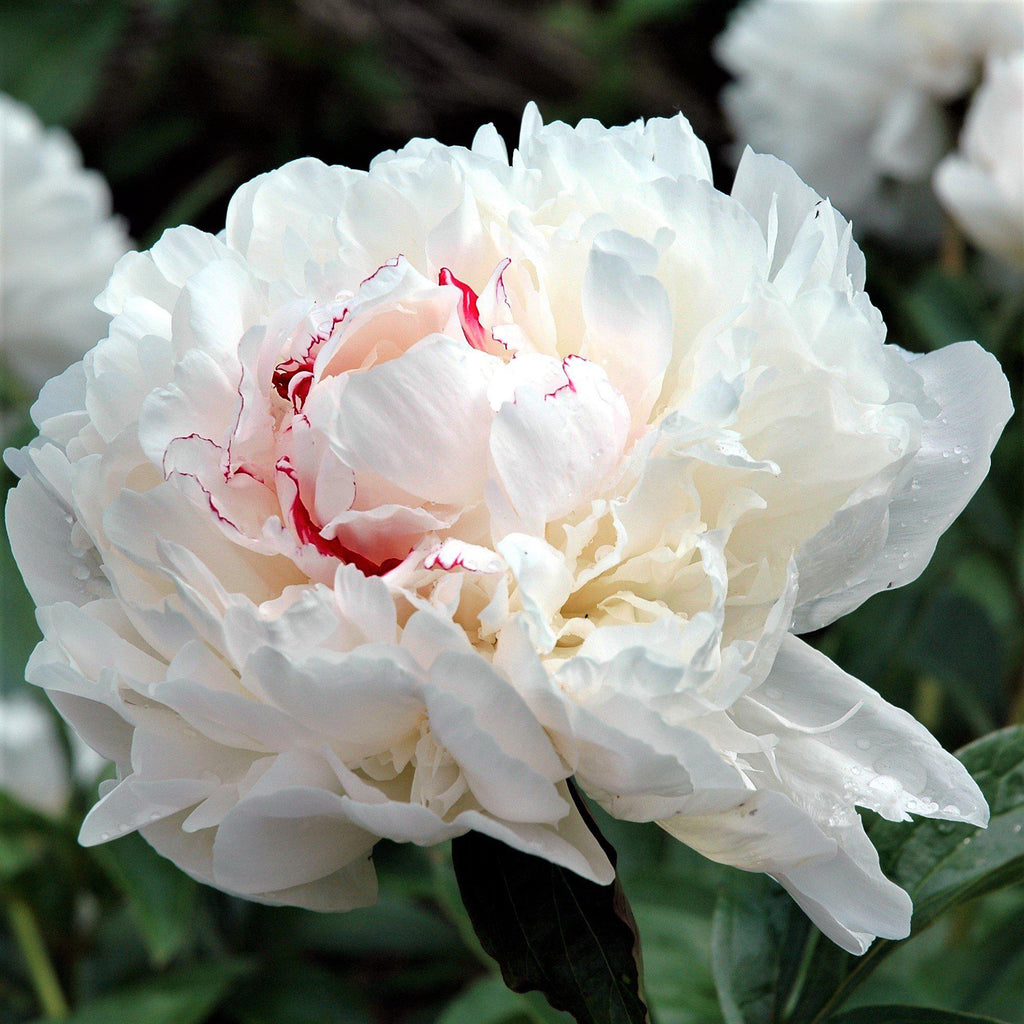 Peony - Festiva Maxima