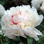 Peony - Festiva Maxima