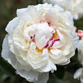 Peony - Festiva Maxima