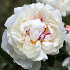 Peony - Festiva Maxima