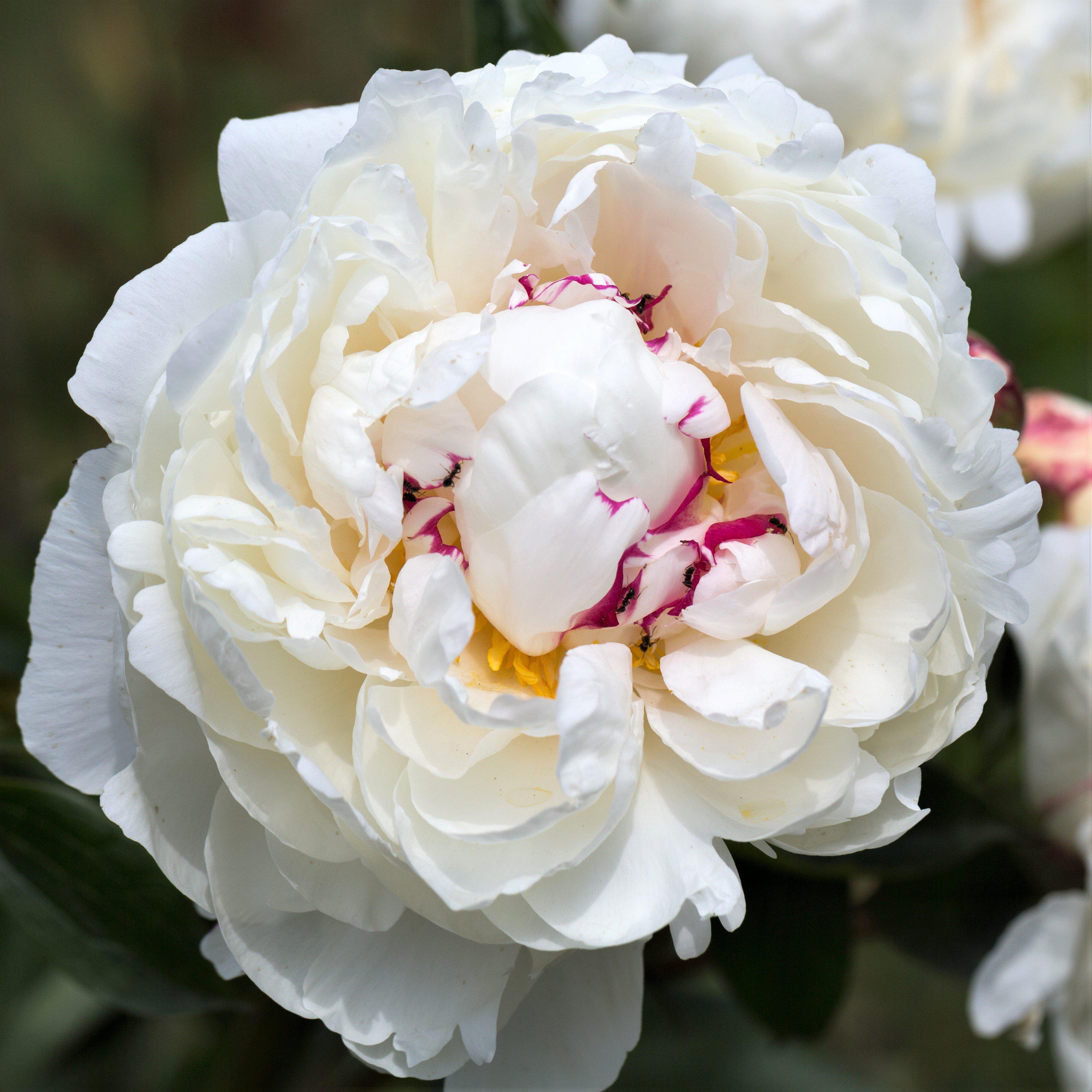 Peony - Festiva Maxima