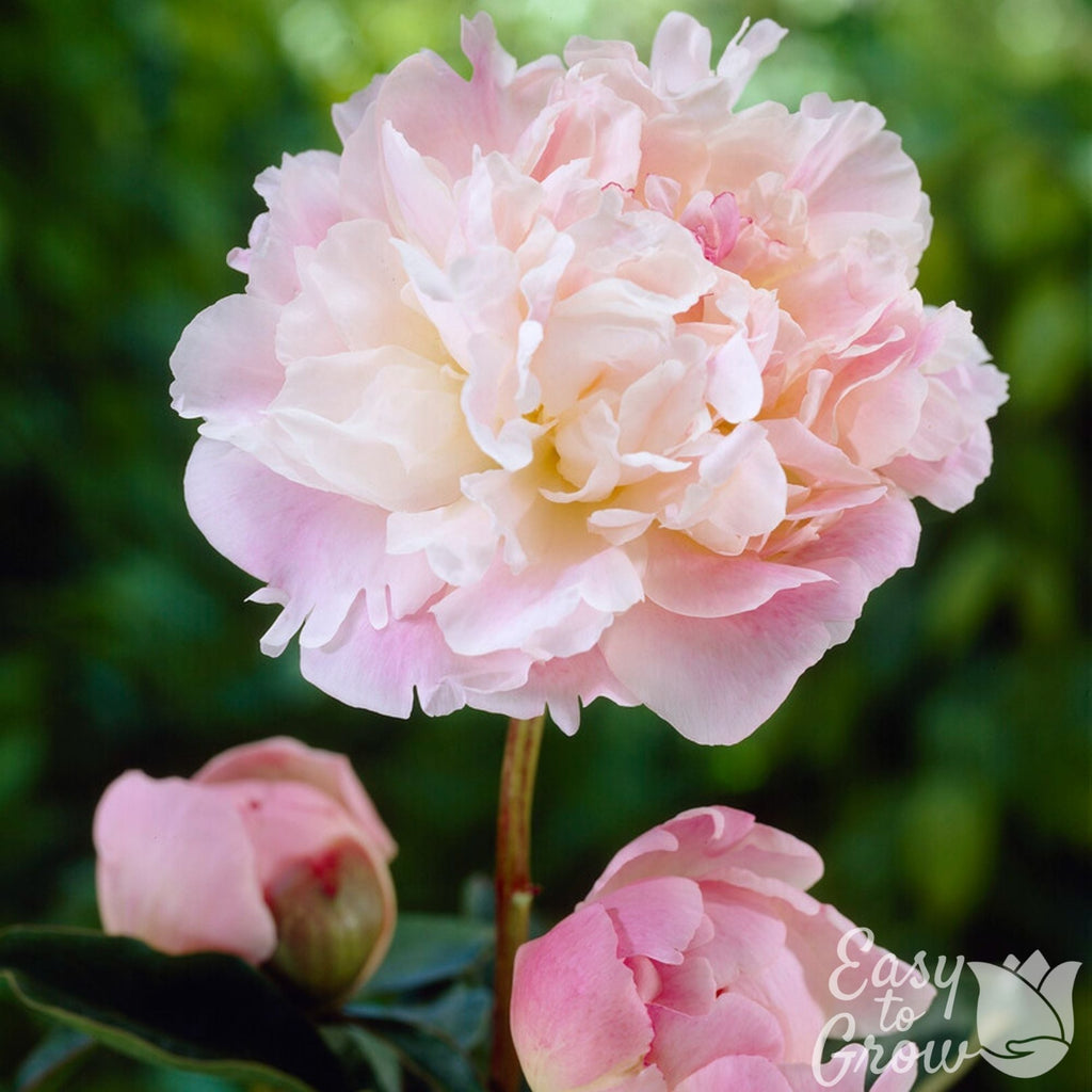 Peony - Lady Alexandra Duff
