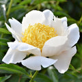 Peony - Moon of Nippon