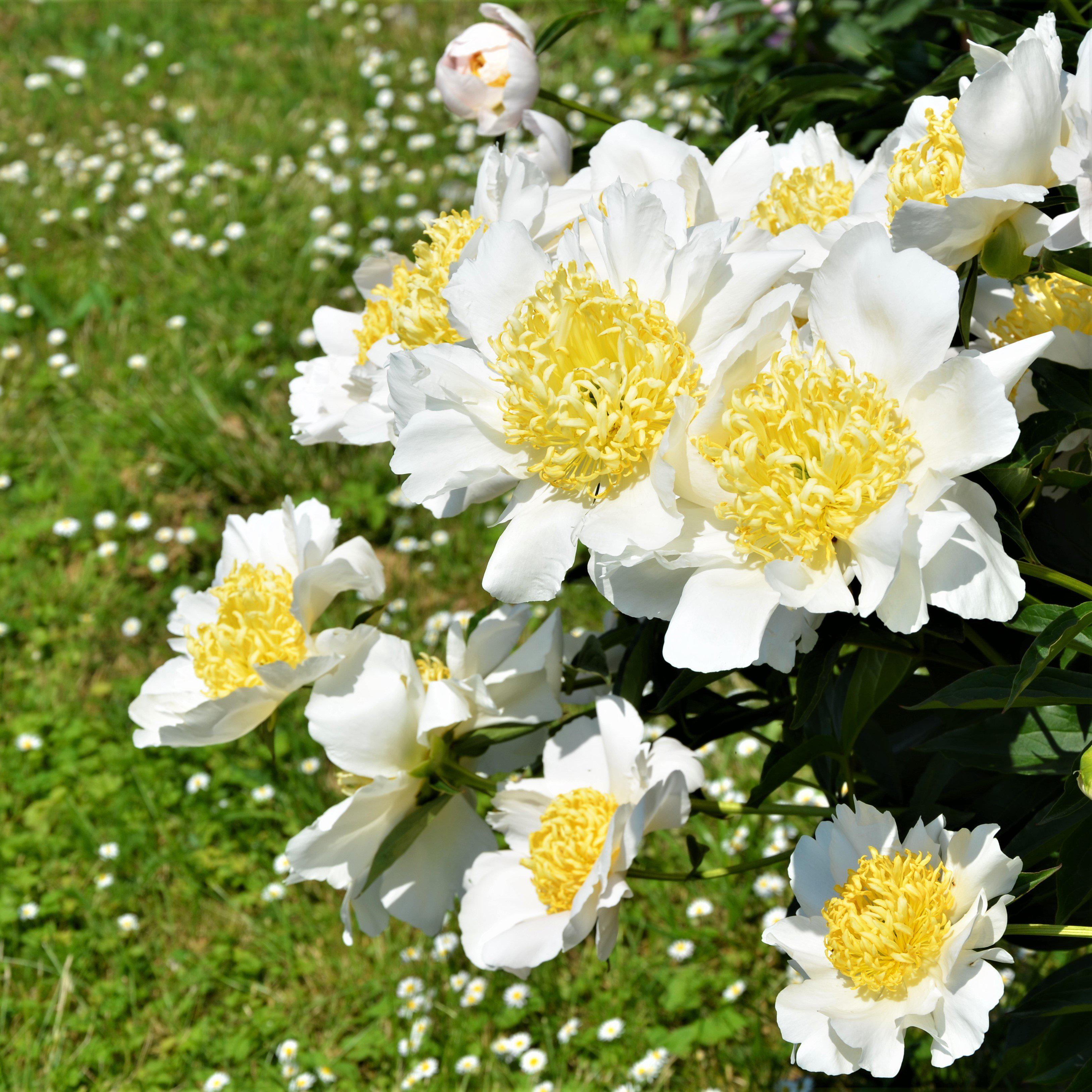 Peony - Moon of Nippon