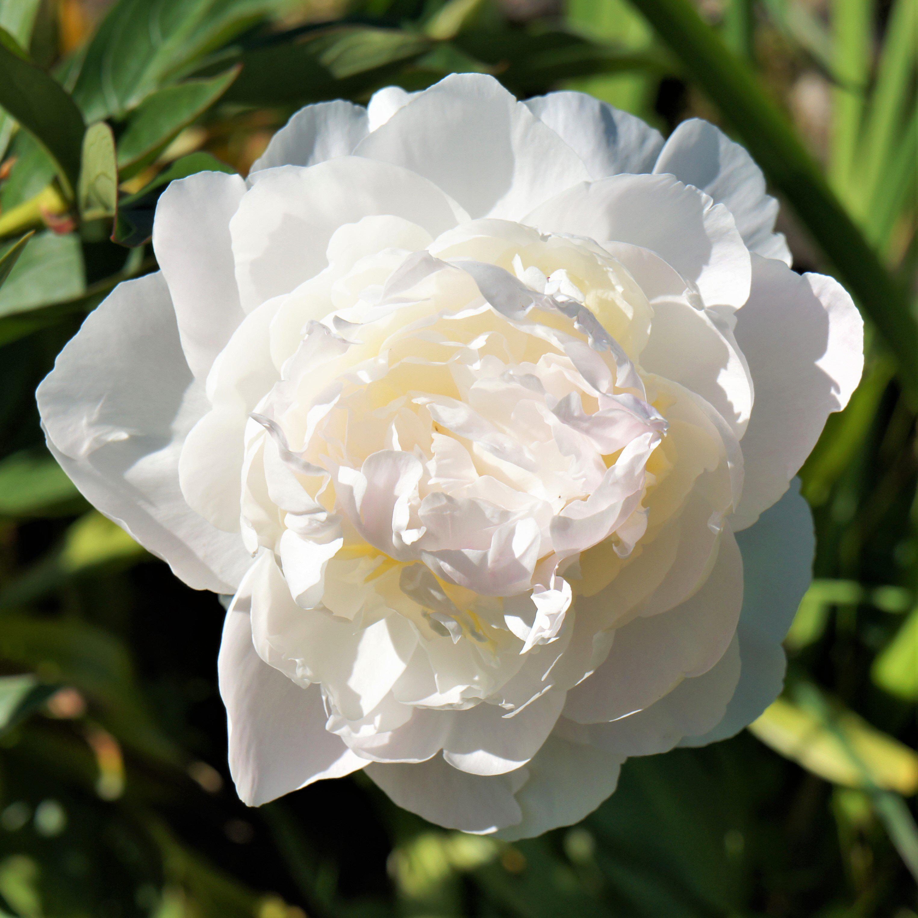 Peony - Alba Plena