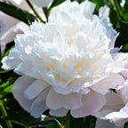 Peony - Alba Plena