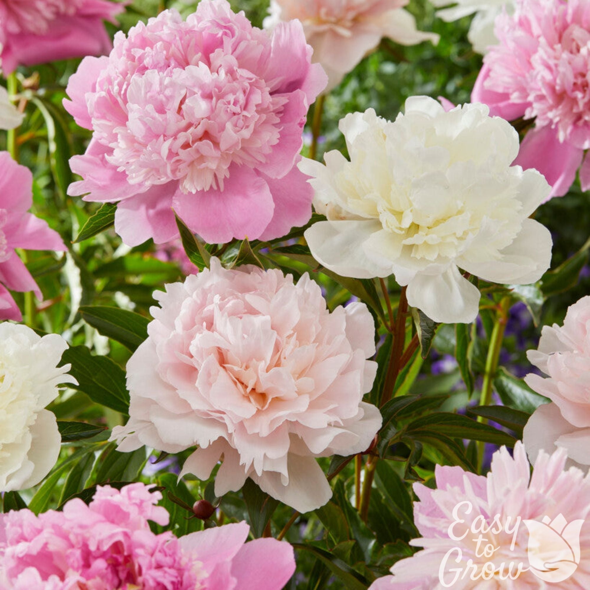 Peony - Pastel Collection
