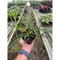 Close up of Philodendron tortum segmented leaves