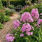 Phlox - Peppermint Twist