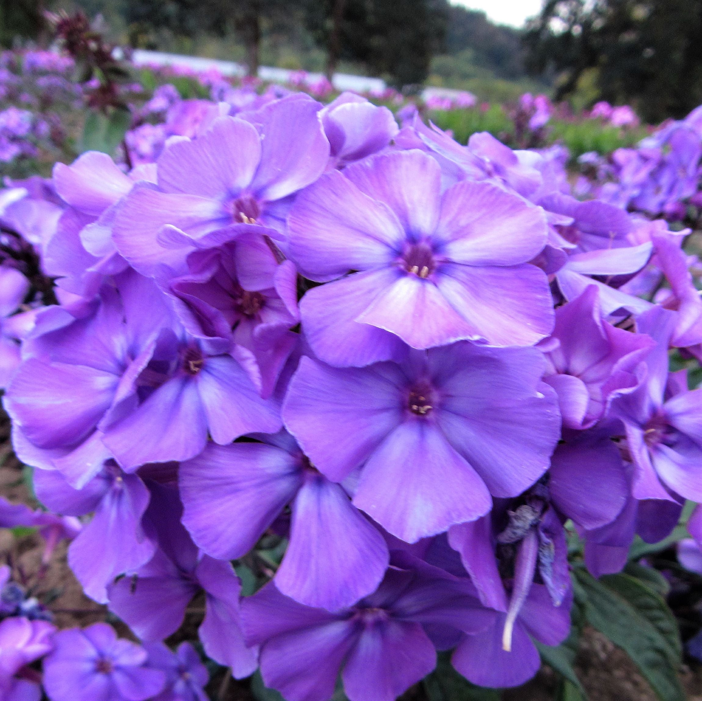 Phlox - Fragrant Collection