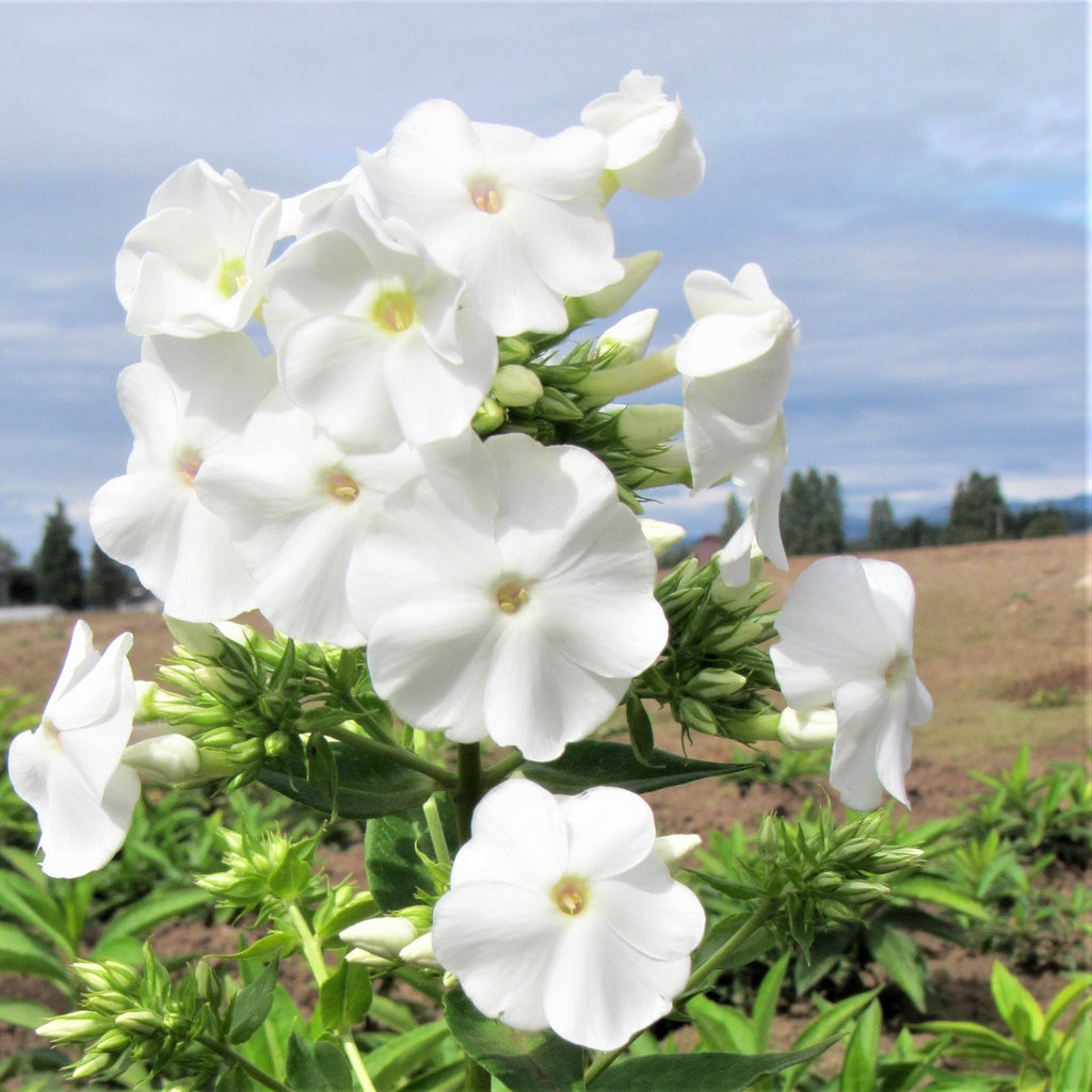 Phlox - David