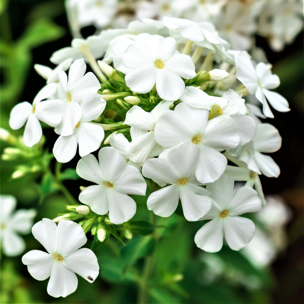 Phlox - Fragrant Collection