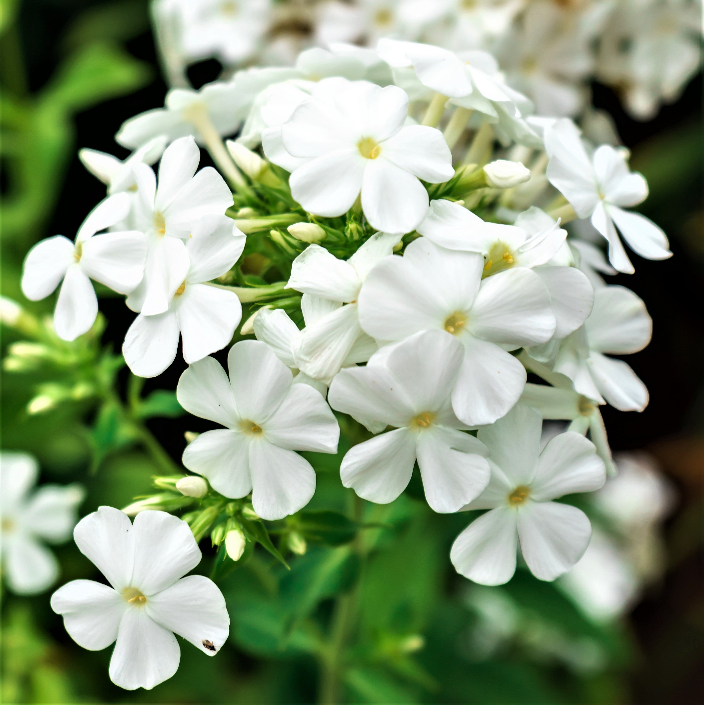 Phlox - Fragrant Collection