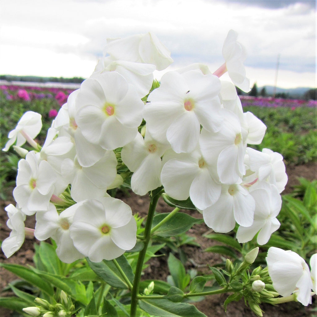 Phlox - David