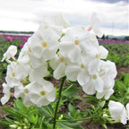 Phlox - David
