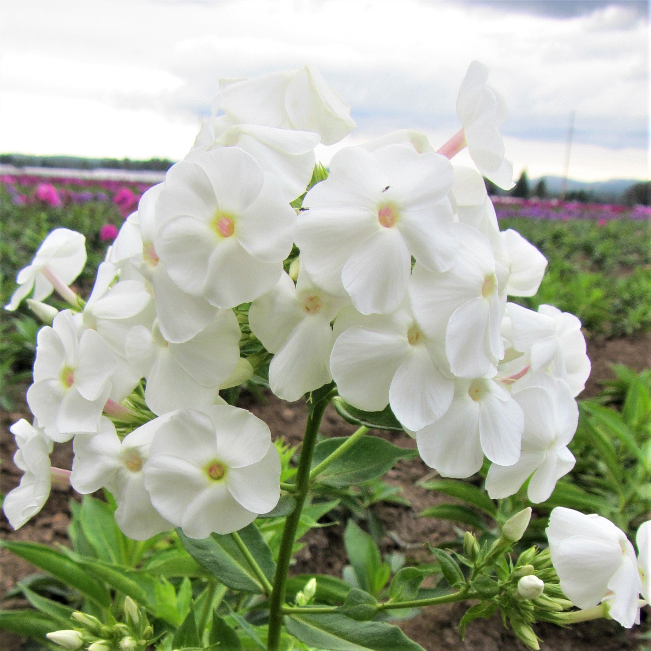 Phlox - David
