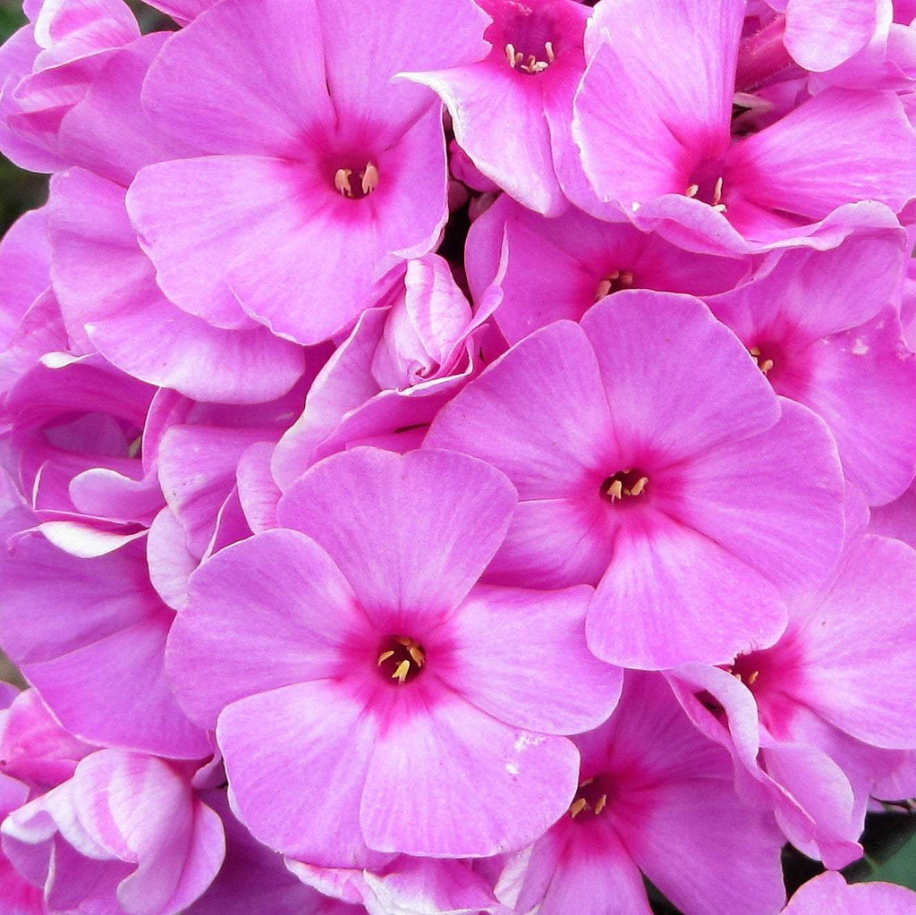 Phlox - Eva Cullum