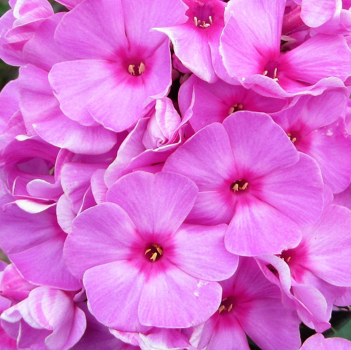 Phlox - Eva Cullum