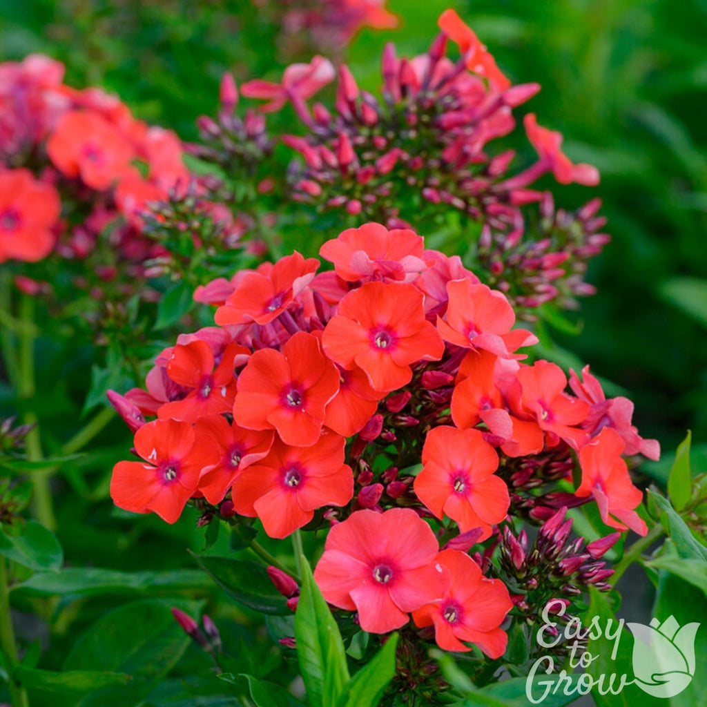 Phlox - Orange Perfection